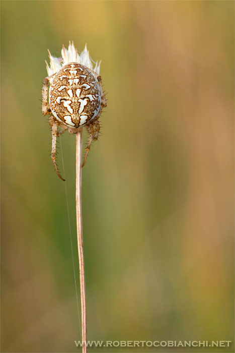 Neoscona Byzanthina